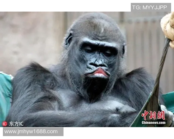 足球巨星与猩猩神似 网友调侃外貌似曾相识的明星球员